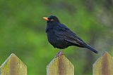 Eurasian Blackbirdborder=